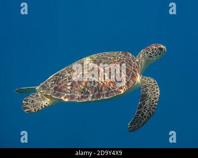 Grüne Meeresschildkröte im blauen Meerwasser, tropische Schildkröte schwimmt unter Wasser Stockfoto