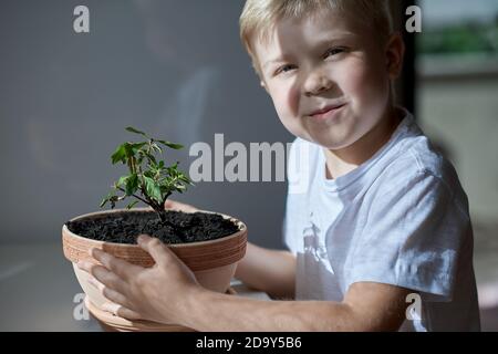 Grüne Pflanze in einem Kind Hände Stockfoto