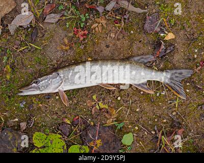 Hecht Fisch gefangen, Angeln, Angeln Stockfoto