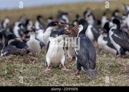 Kaiserlicher Kormoran; oder Shag; Phalacrocorax atriceps; Kampf um Geige Dee; Kolonie; Bleaker Island; Falklands Stockfoto