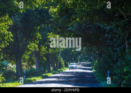 Putbus: avenue, Autos, Buchen, Teil der Deutschen Alleenstraße, Ostsee, Rügeninsel, Mecklenburg-Vorpommern, Deutschland Stockfoto