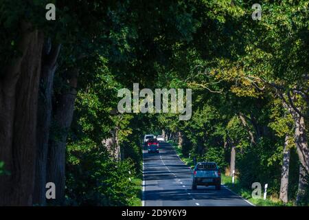 Putbus: avenue, Autos, Buchen, Teil der Deutschen Alleenstraße, Ostsee, Rügeninsel, Mecklenburg-Vorpommern, Deutschland Stockfoto