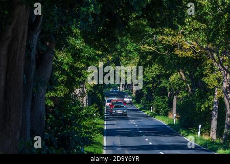 Putbus: avenue, Autos, Buchen, Teil der Deutschen Alleenstraße, Ostsee, Rügeninsel, Mecklenburg-Vorpommern, Deutschland Stockfoto