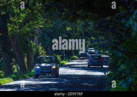 Putbus: avenue, Autos, Buchen, Teil der Deutschen Alleenstraße, Ostsee, Rügeninsel, Mecklenburg-Vorpommern, Deutschland Stockfoto