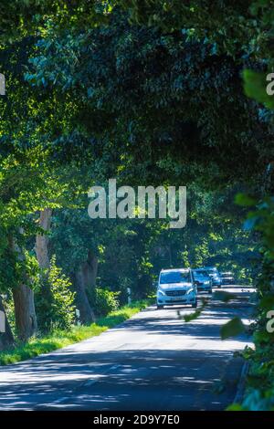 Putbus: avenue, Autos, Buchen, Teil der Deutschen Alleenstraße, Ostsee, Rügeninsel, Mecklenburg-Vorpommern, Deutschland Stockfoto