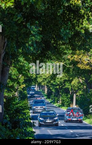 Putbus: avenue, Autos, Buchen, Teil der Deutschen Alleenstraße, Ostsee, Rügeninsel, Mecklenburg-Vorpommern, Deutschland Stockfoto