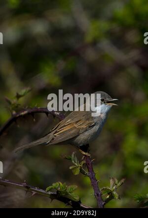 Whitethroat singt in einem Bramble Bush Stockfoto