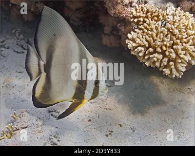 Langflossen-Fledermausfisch (Platax teira) Fische schwimmen im Wasser des tropischen Meeres in der Nähe der Korallenriff unter Wasser Stockfoto