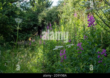 Rosebay Willowherb, Chamerion angustifolium Stockfoto