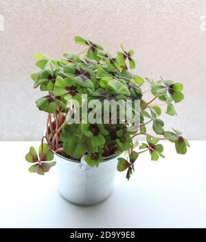 Isolierte bicolor oxalis grünen Klee Pflanze auf weißem Schreibtisch Stockfoto