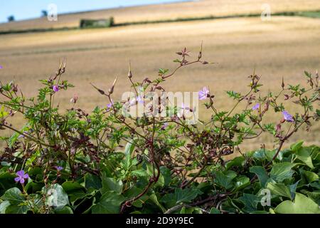 Herb Robert, Geranium robertianum, wächst auf der alten Steinmauer Stockfoto