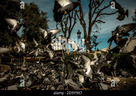 Barcelona, Spanien. November 2020. Ein Mann füttert an einem sonnigen Sonntagmorgen Tauben auf dem Katalonienplatz in Barcelona.Quelle: Matthias Oesterle/Alamy Live News Stockfoto