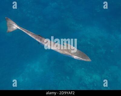 Lebende Sharksucker Fische schwimmen im Meerwasser Stockfoto