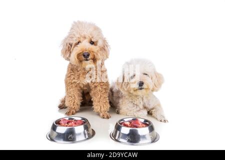 Gehorsame gesunde Hunde posieren mit Barf rohem Fleisch auf weiß Hintergrund Stockfoto