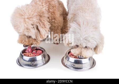 Gehorsame gesunde Hunde füttern auf Barf rohes Fleisch auf weiß Hintergrund Stockfoto