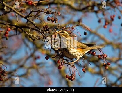 Rotflügel, der rote Beeren im Baum frisst Stockfoto