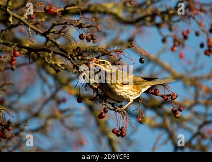 Rotflügel, der rote Beeren im Baum frisst Stockfoto