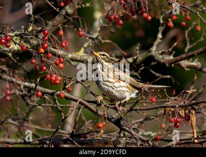 Rotflügel, der rote Beeren im Baum frisst Stockfoto