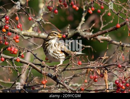 Rotflügel, der rote Beeren im Baum frisst Stockfoto