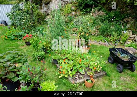 Blick auf Hochbett, Tomaten wächst in Töpfen, Pflanzen wächst in Gemüsegemüse Patch Blumengarten im August Carmarthenshire Wales UK KATHY DEWITT Stockfoto