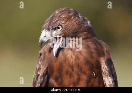 Rotschwanz-Falke dunkel morph Stockfoto