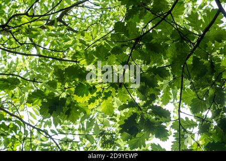 Eichenblätter im Frühsommer, Quercus robur Stockfoto