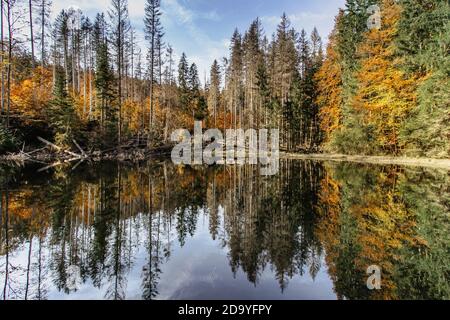 Boubin See. Spiegelung der Herbstbäume des Boubin Urwaldes, Sumava-Gebirge, Tschechische Republik.Wasserreservoir auf der Höhe von 925 m entfernt Stockfoto