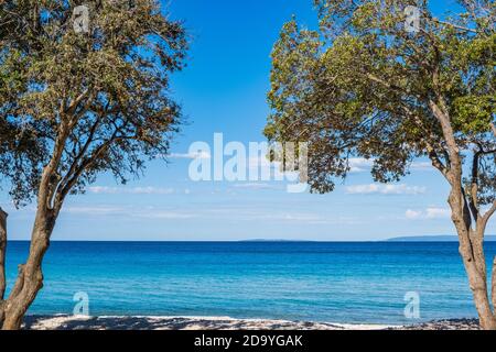 Schöner Strand, Blick zwischen Pinien, türkisfarbenes Wasser der Adria am sonnigen Sommertag. Kroatien, Insel Pag. Stockfoto