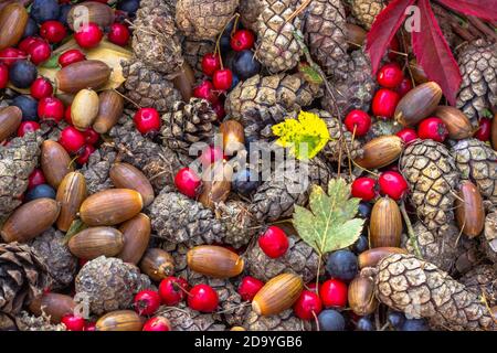 Herbst Herbst bunten Hintergrund. Vielfalt an Herbstfrüchten, Eicheln, Zapfen, Schlehen.Home frische saisonale Dekoration. Zeit der Waldernte. Natürlich rustikal Stockfoto