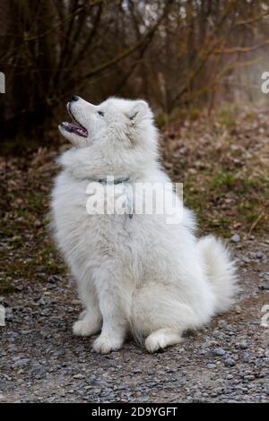 Samoyed - Samoyed schöne Rasse sibirischen weißen Hund. Vier Monate alter Welpe auf einem Spaziergang. Stockfoto