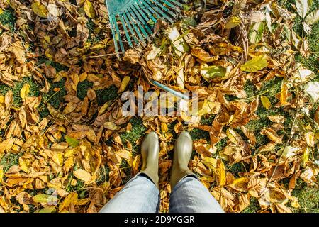 Rechen mit gefallenen Blättern im Herbst. Gartenarbeit während der Herbstsaison. Rasen von Blättern reinigen. Gärtnerin Frau, die herbstliche Blätter aufrakst. Mädchen in grün Stockfoto