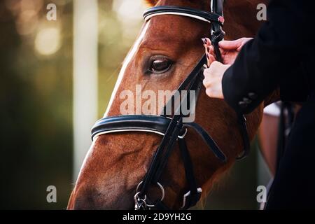 Eine Reiterin stellt das schwarze Leder an der Zaum auf dem Gesicht eines Sauerampfer Rennpferd getragen. Pferdesport. Hochformat. Stockfoto