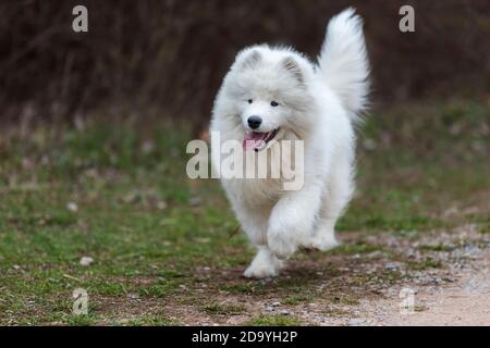 Samoyed - Samoyed schöne Rasse sibirischen weißen Hund. Vier Monate alter Welpe auf einem Spaziergang. Stockfoto