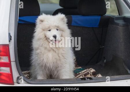 Samoyed - Samoyed schöne Rasse sibirischen weißen Hund. Vier Monate alter Welpe auf einem Spaziergang. Stockfoto