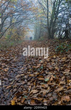 Menschen, die auf einem Reitweg durch einen typischen Wald im Sherwood Forest mit Laubbäumen wandern. Stockfoto