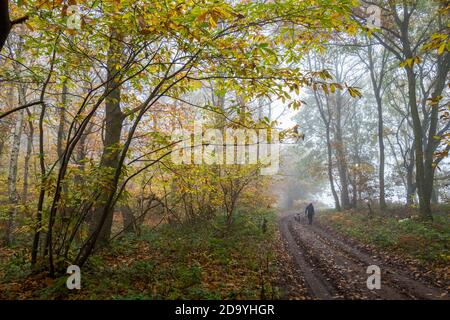 Mann mit seinem Hund auf einem Reitweg durch einen typischen Wald im Sherwood Forest mit Laubbäumen. Stockfoto