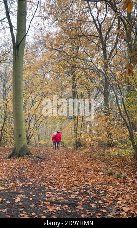 Menschen, die auf einem Reitweg durch einen typischen Wald im Sherwood Forest mit Laubbäumen wandern. Stockfoto