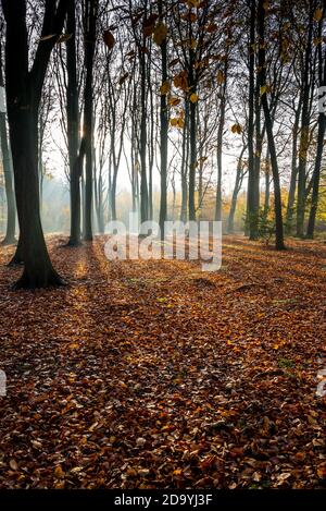 Typischer Wald in Sherwood Wald von Laubbäumen. Stockfoto