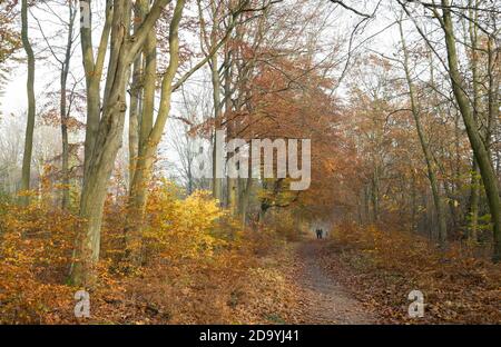Menschen, die auf einem Reitweg durch einen typischen Wald im Sherwood Forest mit Laubbäumen wandern. Stockfoto