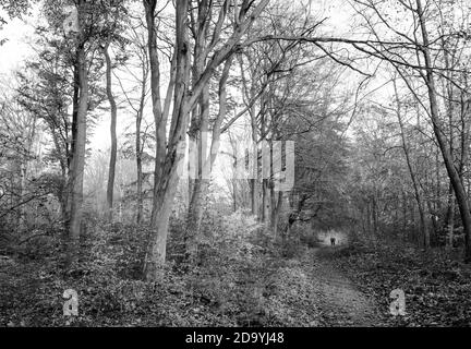 Menschen, die auf einem Reitweg durch einen typischen Wald im Sherwood Forest mit Laubbäumen wandern. Stockfoto