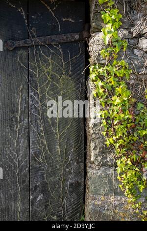 ivy heranwachsende alte Scheune mit Holztüren Stockfoto