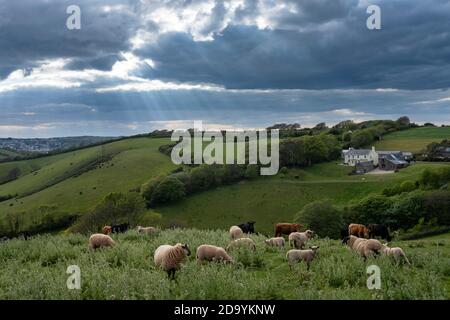 Schafe weiden auf einem Feld über Chivelstone in South Devon Stockfoto