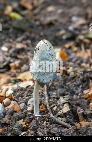 Pilz im Wald (Stoppelberg, Wetzlar, Hessien Deutschland) bei einem Spaziergang im Herbst Stockfoto