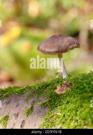 Pilze im Wald (Bergwerkswald, Grossen-Linden, Hessien) bei einem Spaziergang im Herbst 2020 Stockfoto