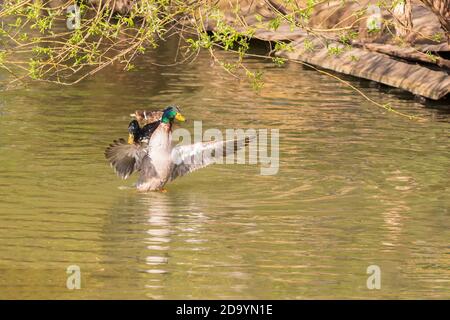 Wilde Ente auf dem Teich winkt mit den Flügeln. Stockfoto