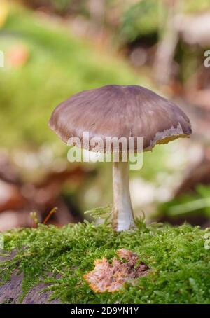 Pilze im Wald (Bergwerkswald, Grossen-Linden, Hessien) bei einem Spaziergang im Herbst 2020 Stockfoto