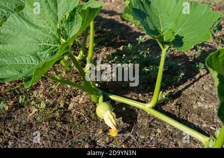 Kürbis wächst im Garten Stockfoto