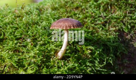 Pilze im Wald (Bergwerkswald, Grossen-Linden, Hessien) bei einem Spaziergang im Herbst 2020 Stockfoto