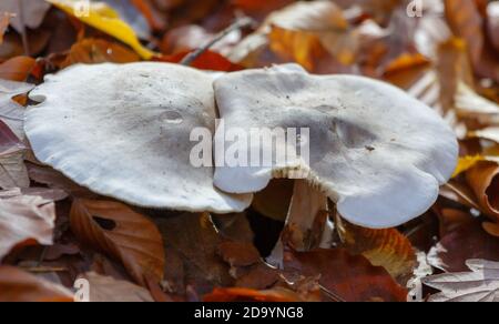 Pilze im Wald (Bergwerkswald, Grossen-Linden, Hessien) bei einem Spaziergang im Herbst 2020 Stockfoto