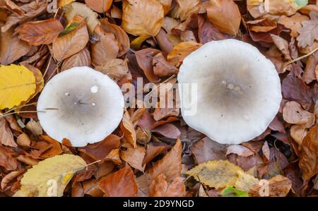 Pilze im Wald (Bergwerkswald, Grossen-Linden, Hessien) bei einem Spaziergang im Herbst 2020 Stockfoto